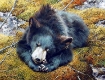 Bearly Asleep
