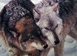 Cheek to Cheek