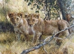 Young Explorers
