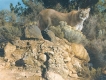 Cliff Dweller