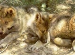 Pick of the Pack