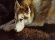 Brenders, Carl