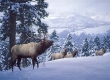 Early Snow