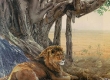 Savanna Sanctuary