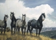 Amazing Grays IV