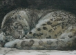 Snow Leopard