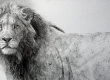Male Lion