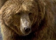 Grizzly Head