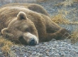 Grizzly at Rest