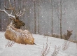 Evening Snowfall