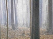 Hardwood Forest