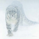 Out of White