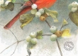 Cardinal and Snowberries