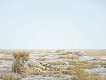 Cheetah Siesta
