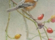 Chickadee and Rose Hips