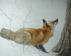 Fox and Maple