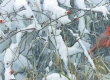 Fresh Snow