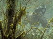 Intrusion