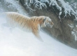 Momentum Siberian Tiger