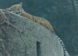 Old Fort Tiger