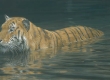 River Ford Tiger