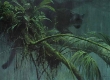 Shadow of the Rainforest