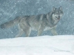 Snowfall
