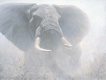 Tembo