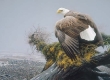 Vantage Point