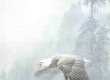 Vigilance