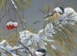 Winter Song Chickadees