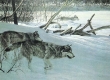 Wolf Pack in Moonlight