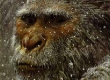 Yeti