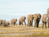 the_last_elephants