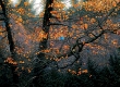 lyman_stellar_autumn