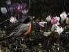 signsofspring