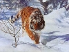 tygertyger